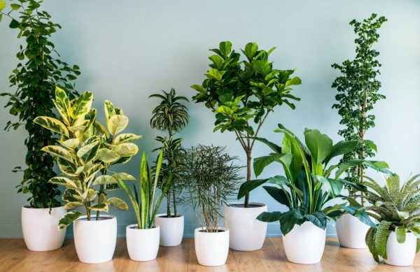 7 Air Purifying Potted Plants that Make Us Sleep Well